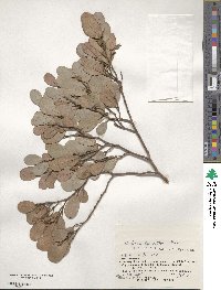 Distylium lepidotum image