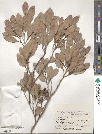 Distylium lepidotum image