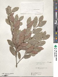 Distylium lepidotum image