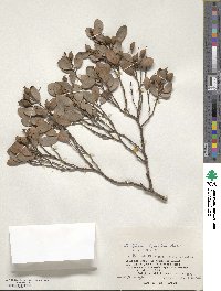 Distylium lepidotum image