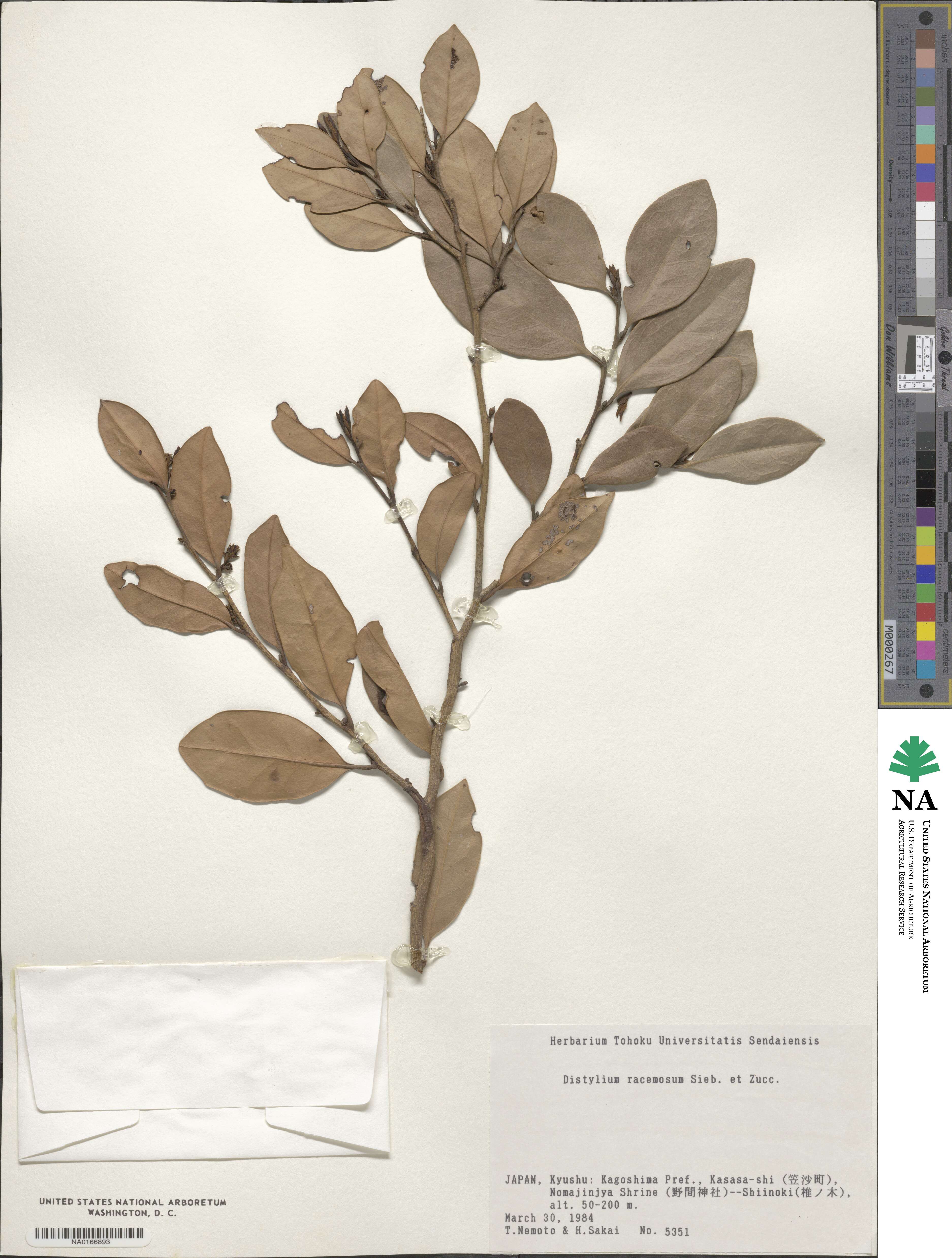 Distylium racemosum image