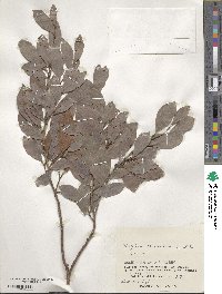 Distylium racemosum image