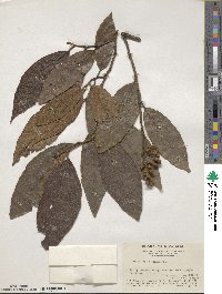 Distylium tsiangii image