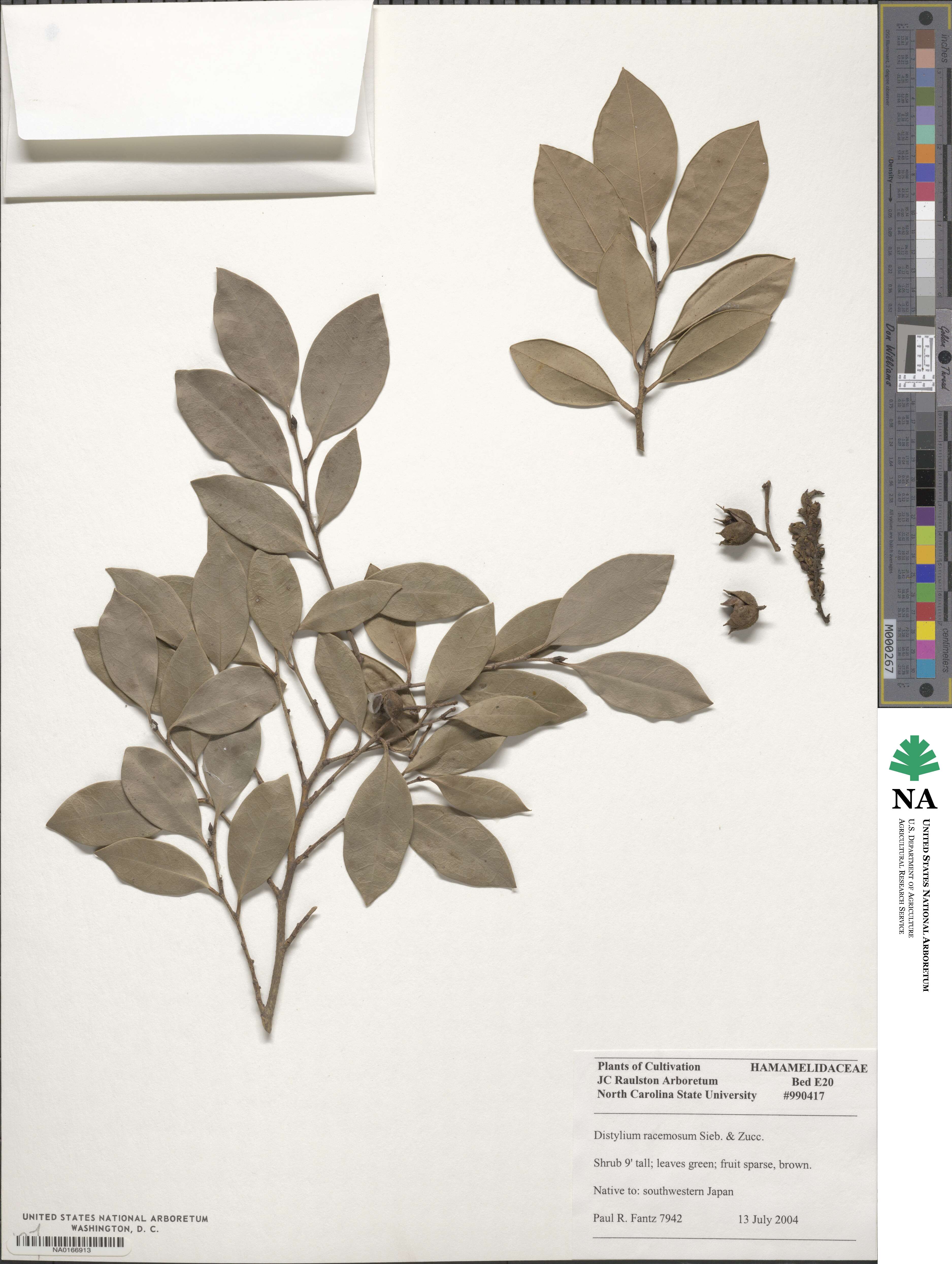 Distylium racemosum image