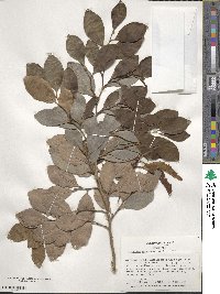 Distylium racemosum image