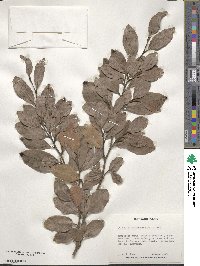 Distylium racemosum image