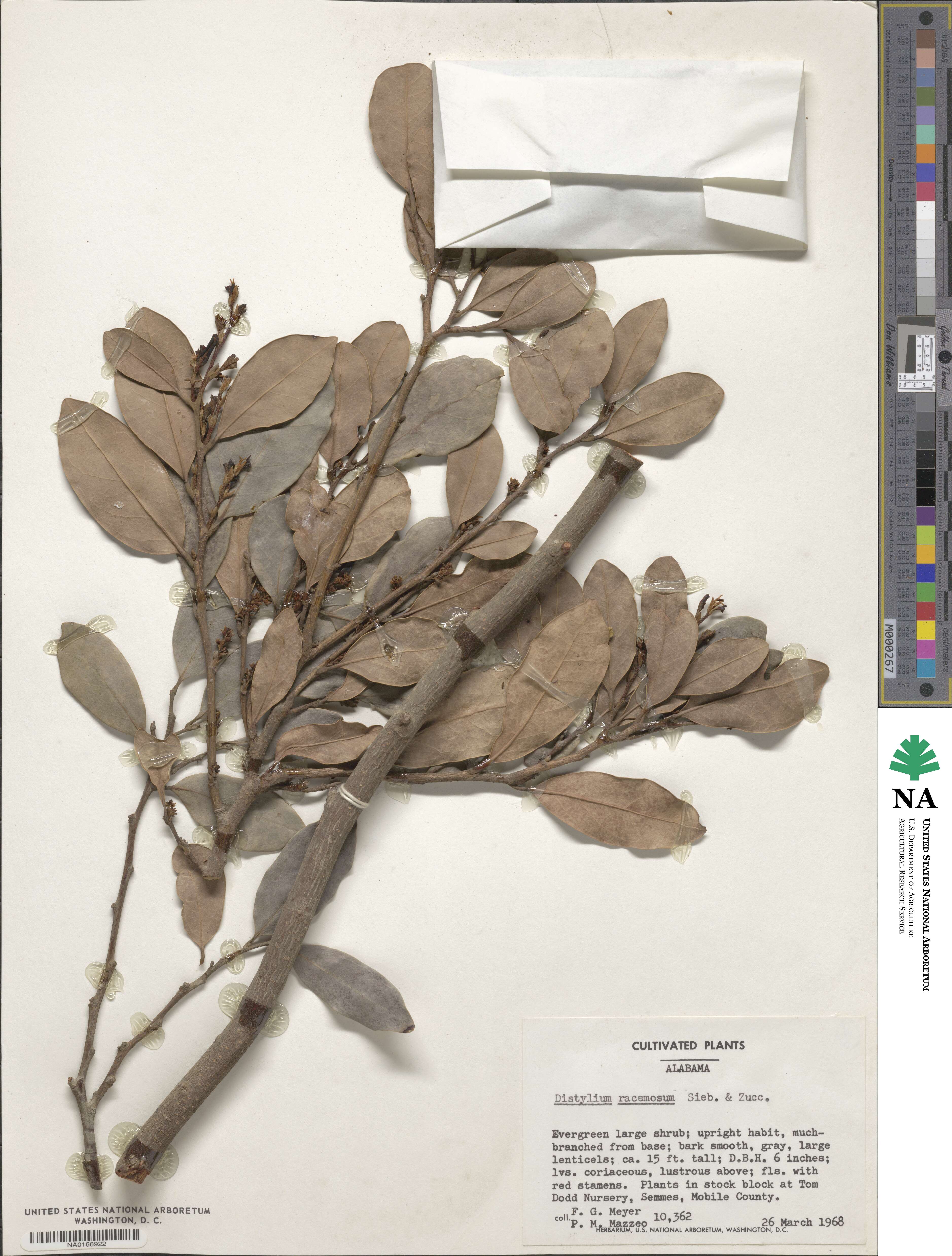 Distylium image