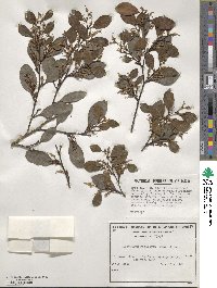 Distylium racemosum image