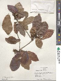 Parrotia persica image