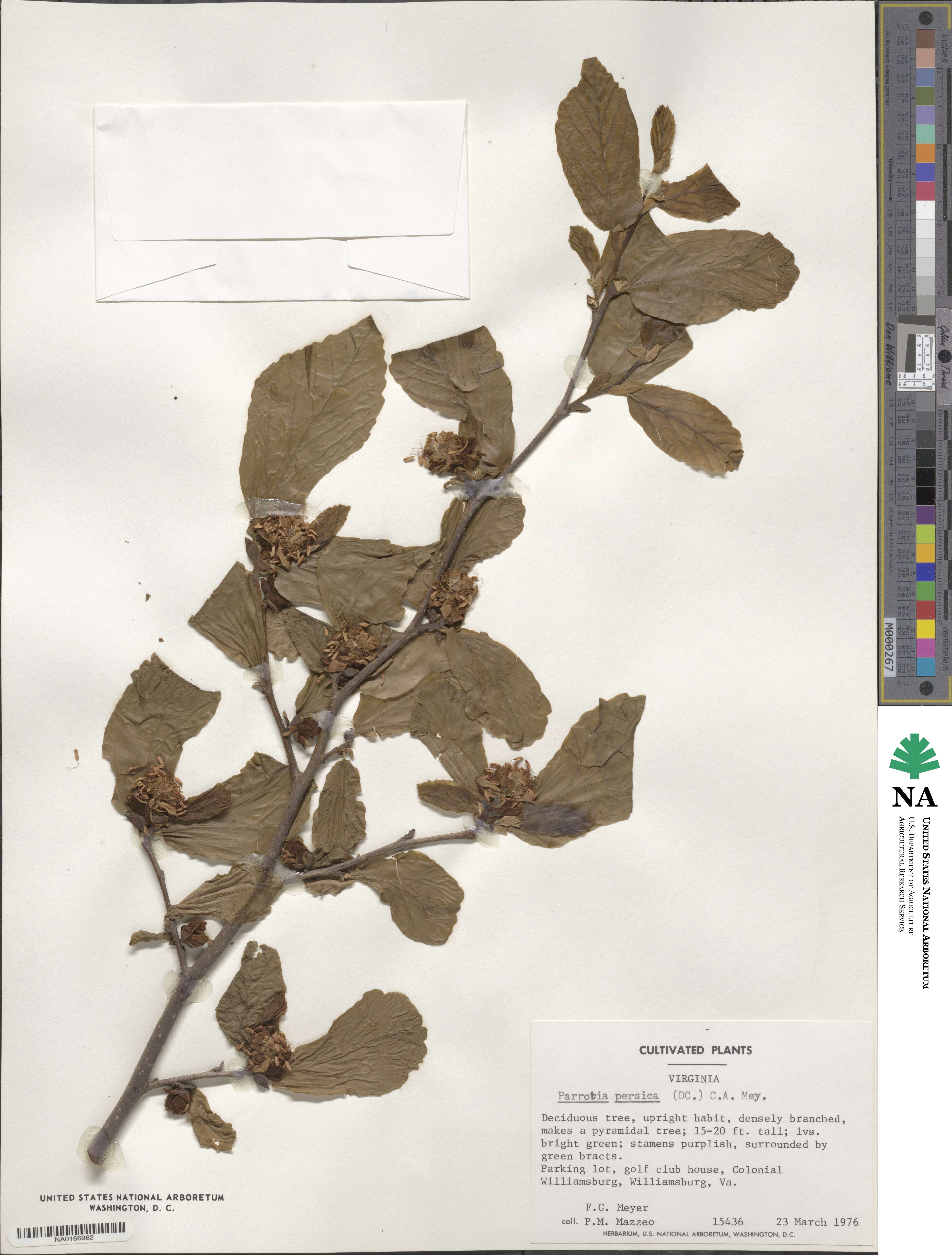 Parrotia image