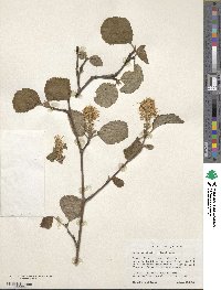 Fothergilla latifolia image