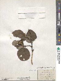 Fothergilla latifolia image