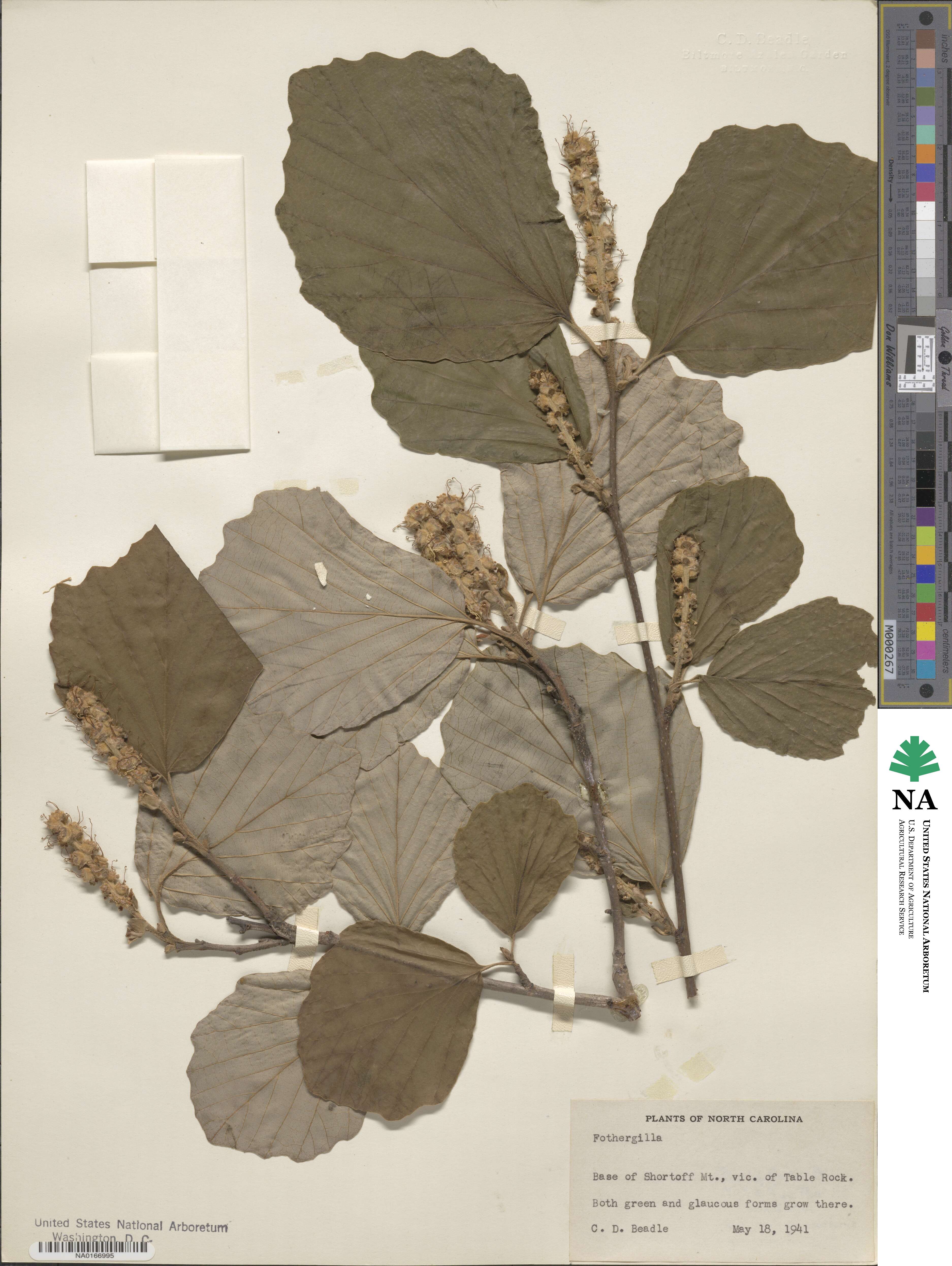 Fothergilla image