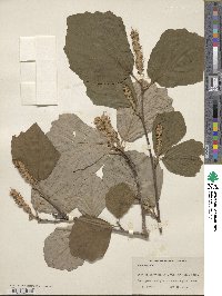 Fothergilla latifolia image