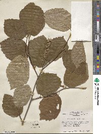 Fothergilla latifolia image