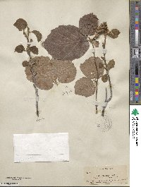 Fothergilla latifolia image