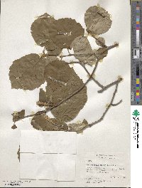 Fothergilla latifolia image