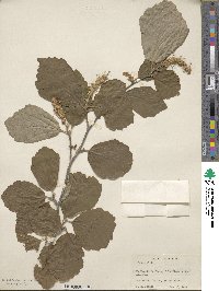 Fothergilla latifolia image