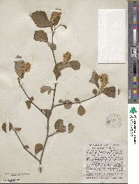 Fothergilla latifolia image