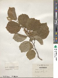 Fothergilla latifolia image