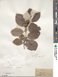 Fothergilla latifolia image