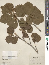 Fothergilla latifolia image