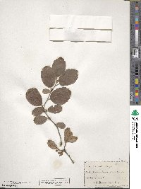 Fothergilla gardenii image