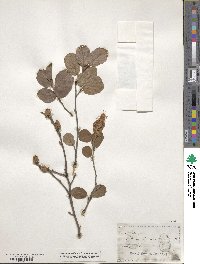 Fothergilla gardenii image