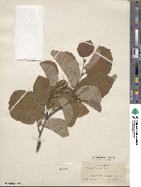 Fothergilla latifolia image