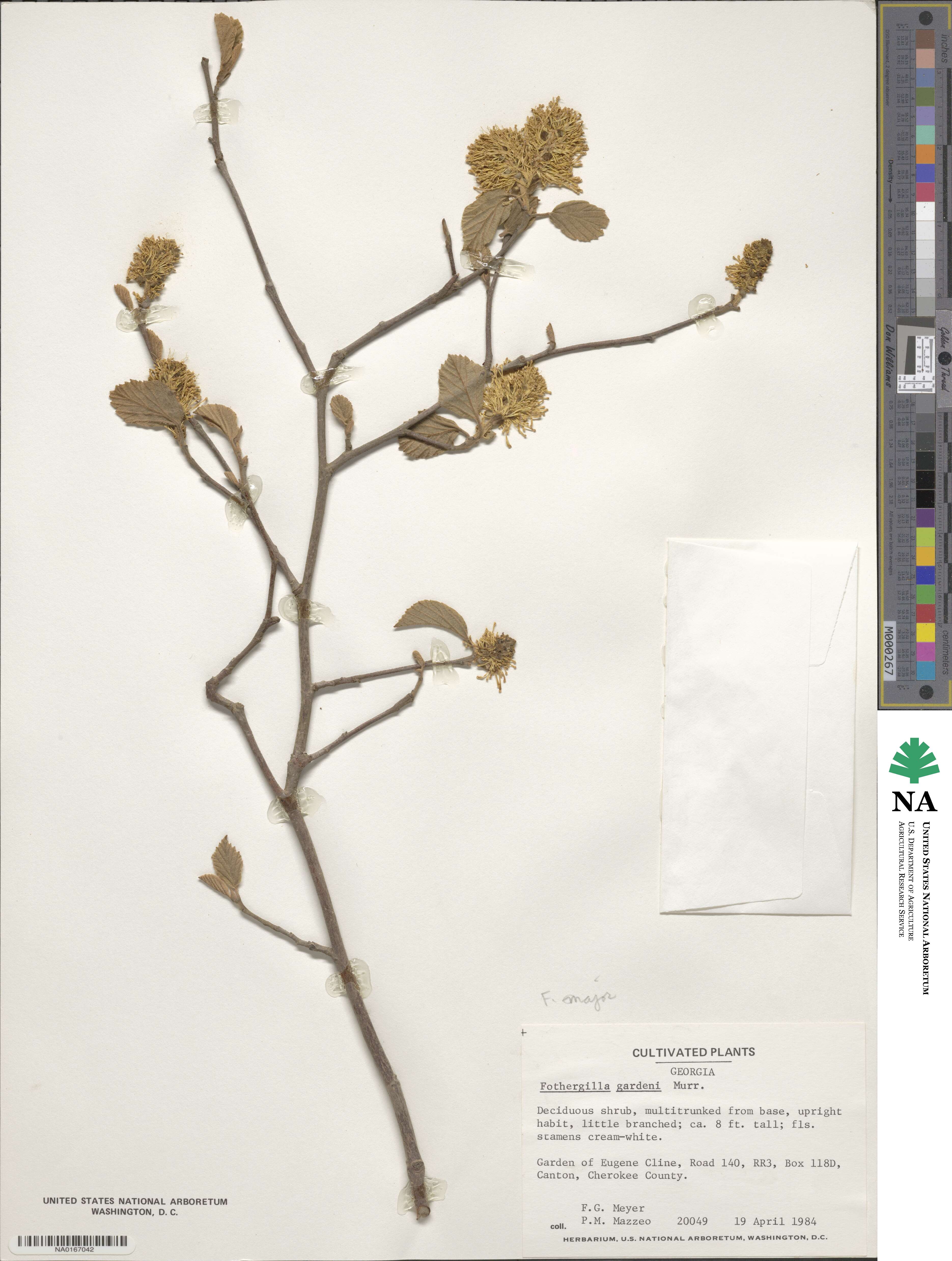 Fothergilla latifolia image