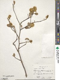 Fothergilla latifolia image