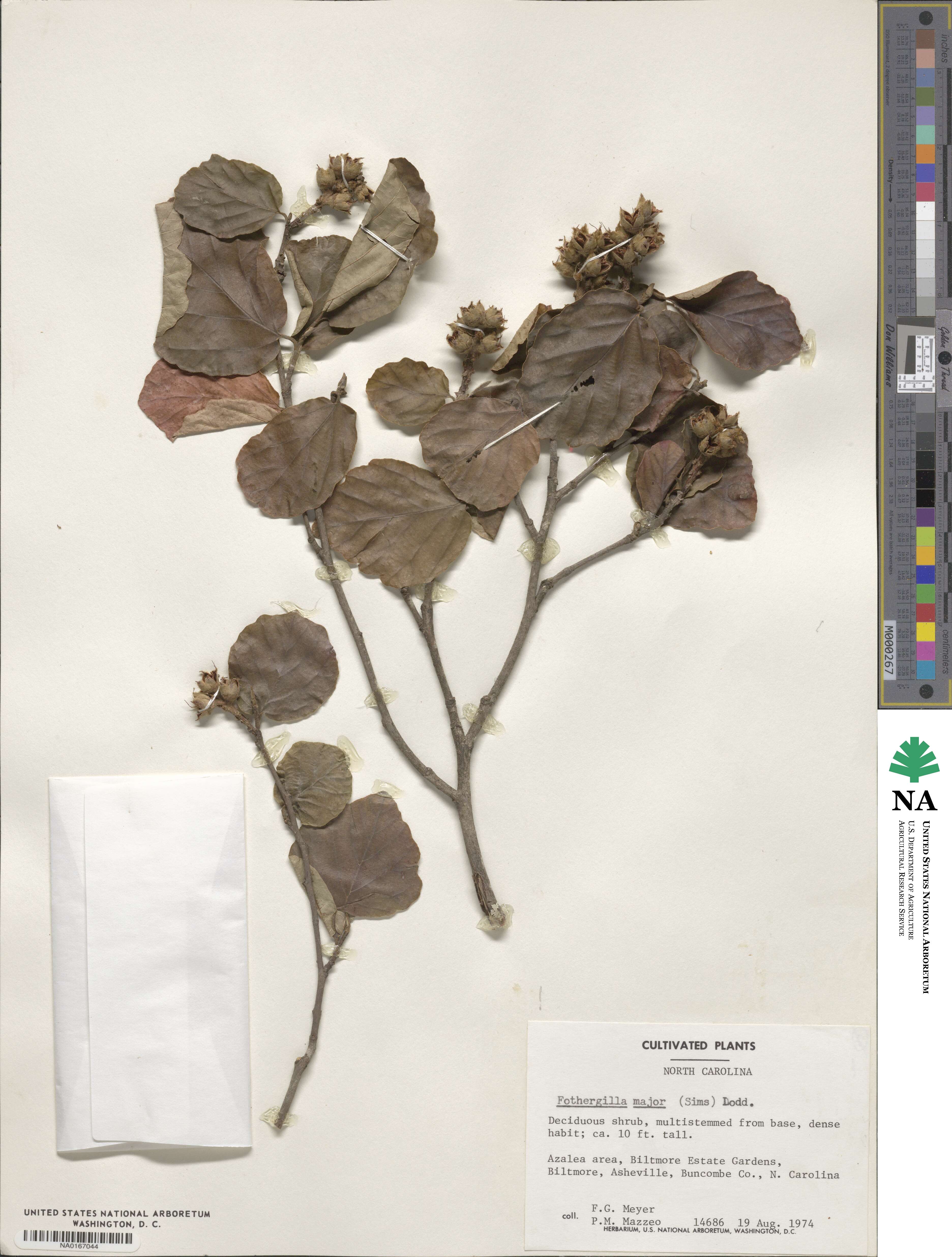 Fothergilla latifolia image