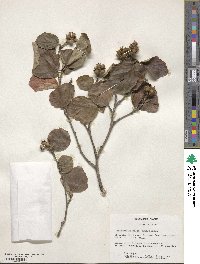 Fothergilla latifolia image