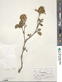 Fothergilla latifolia image