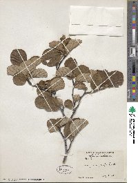 Fothergilla latifolia image