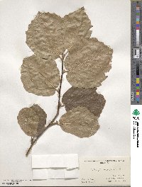 Fothergilla latifolia image