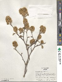 Fothergilla latifolia image