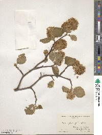 Fothergilla latifolia image