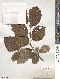 Fothergilla latifolia image