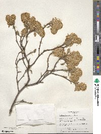 Fothergilla latifolia image