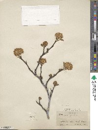 Fothergilla latifolia image