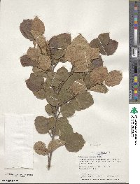 Fothergilla latifolia image