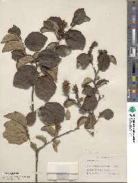 Fothergilla latifolia image