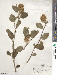 Fothergilla latifolia image