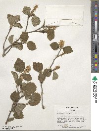 Fothergilla latifolia image