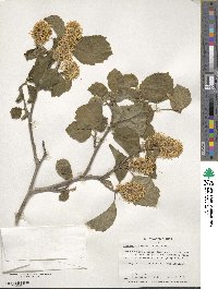 Fothergilla latifolia image