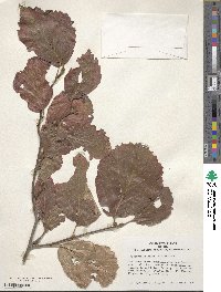 Fothergilla latifolia image