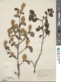 Fothergilla latifolia image