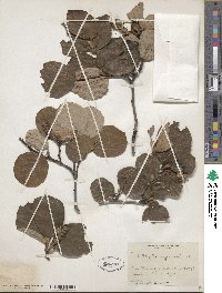 Fothergilla latifolia image