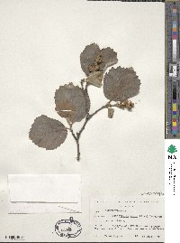 Fothergilla latifolia image